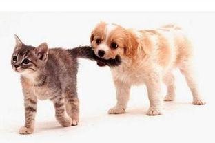 娱乐吃瓜酱爸爸的宠物,揭秘明星宠物的趣味生活 第2张 娱乐吃瓜酱爸爸的宠物,揭秘明星宠物的趣味生活 第2张