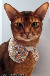 魔法猫咪设计师爆料视频,设计师爆料视频大公开  第2张